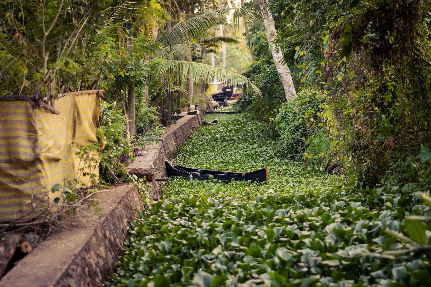 Narrow Canal Full Of Water Plants and Canoe